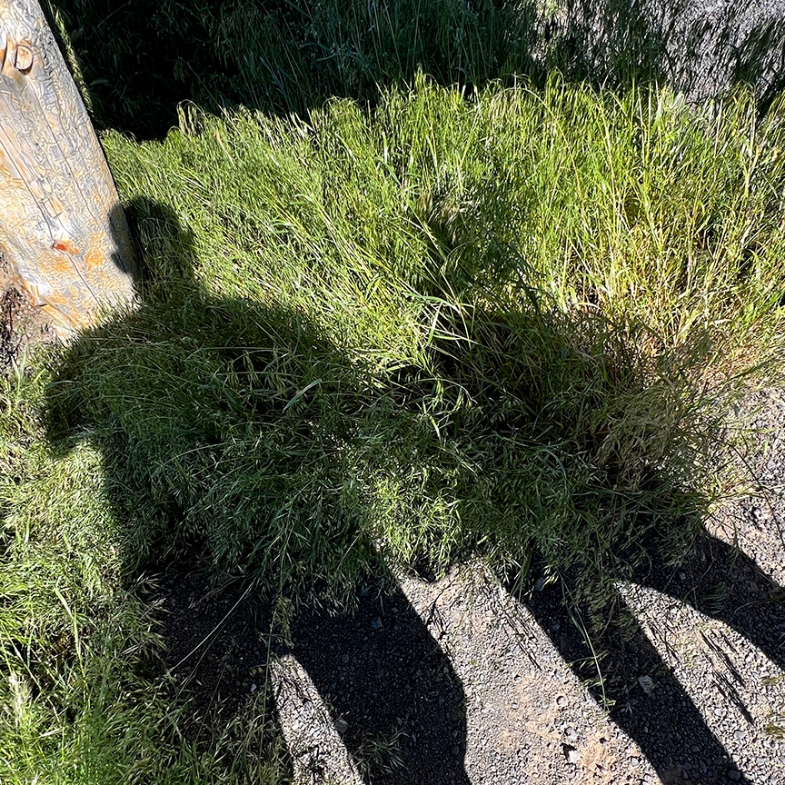 shadow figure on green grass 